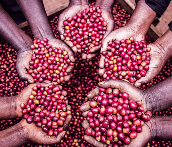 コンゴ共和国 コパーデ組合 コーヒー栽培