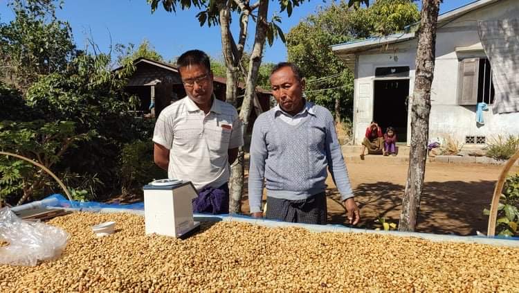 ミャンマー ダラット コーヒー農家