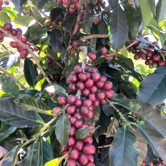 コスタリカ バラブランカ農園のコーヒー豆