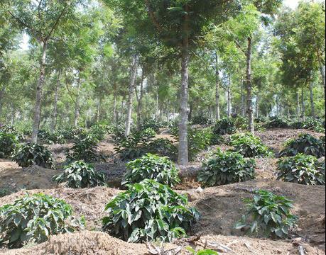 ガテマラ ブエナビスタ農園