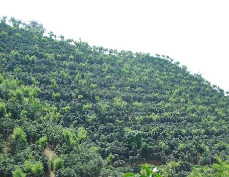 ガテマラ ブエナビスタ農園