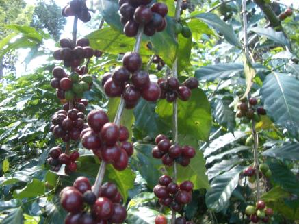 ガテマラ ブエナビスタ農園 ゲイシャ