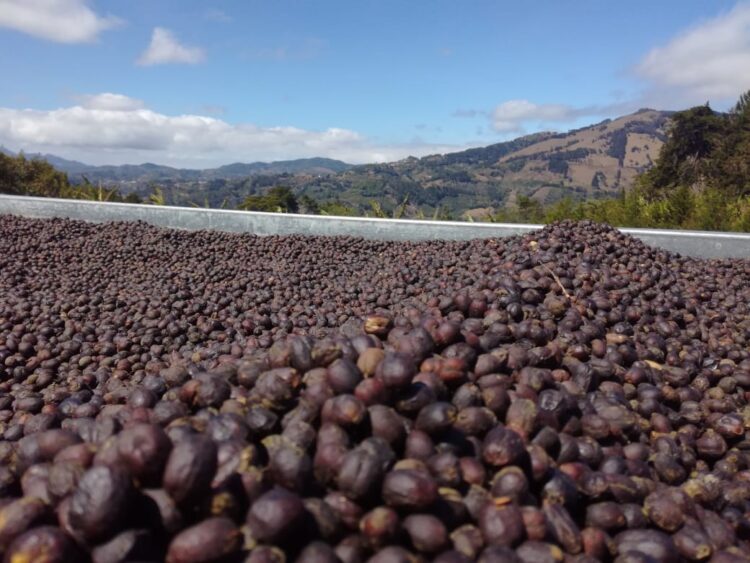 コスタリカ トレスエルマナス アナエロビックワイニー