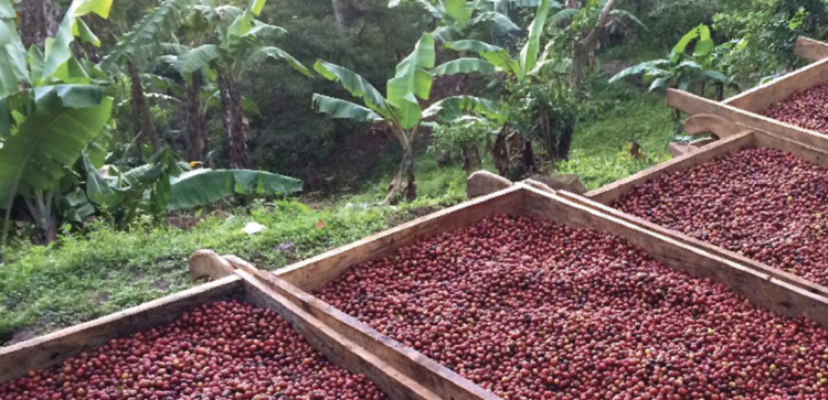 ニカラグア ゴールドマウンテン デカフェ