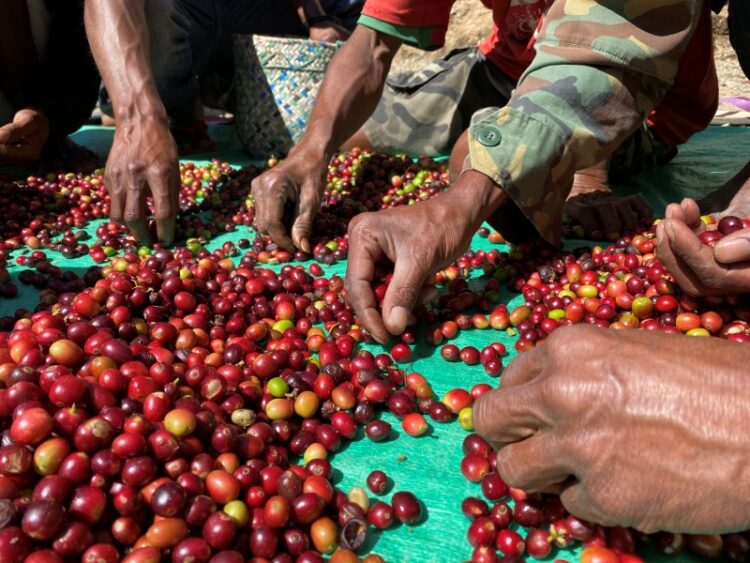 東ティモール マイクロロット レヌマタ村 ウォッシュ