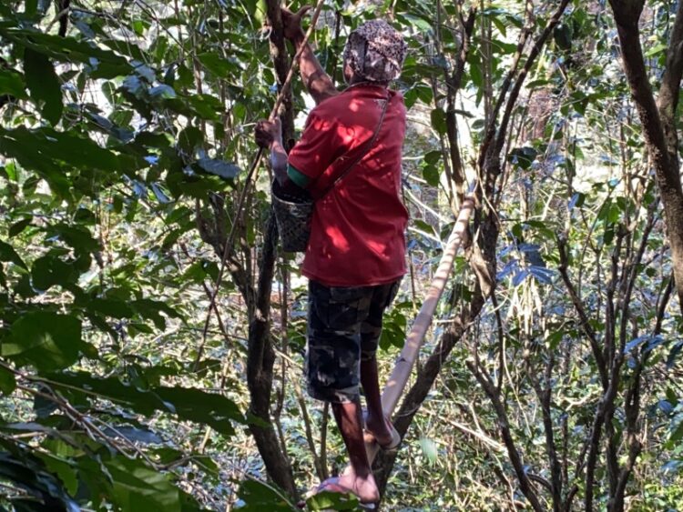 東ティモール マイクロロット レヌマタ村 ウォッシュ